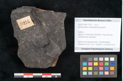 Foto (Objekt + Etikett) von Sphenopteris obtusiloba Brongniart (NHMW-GEO-2024-0188-11275)